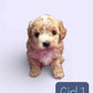Maltipoo Girl 1