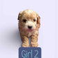 Maltipoo Girl 2 (Held For Mary L.)