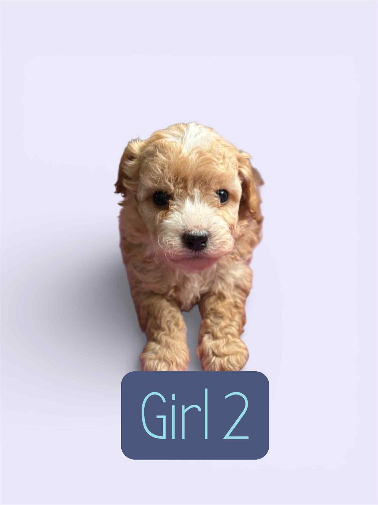 Maltipoo Girl 2 (Held For Mary L.)