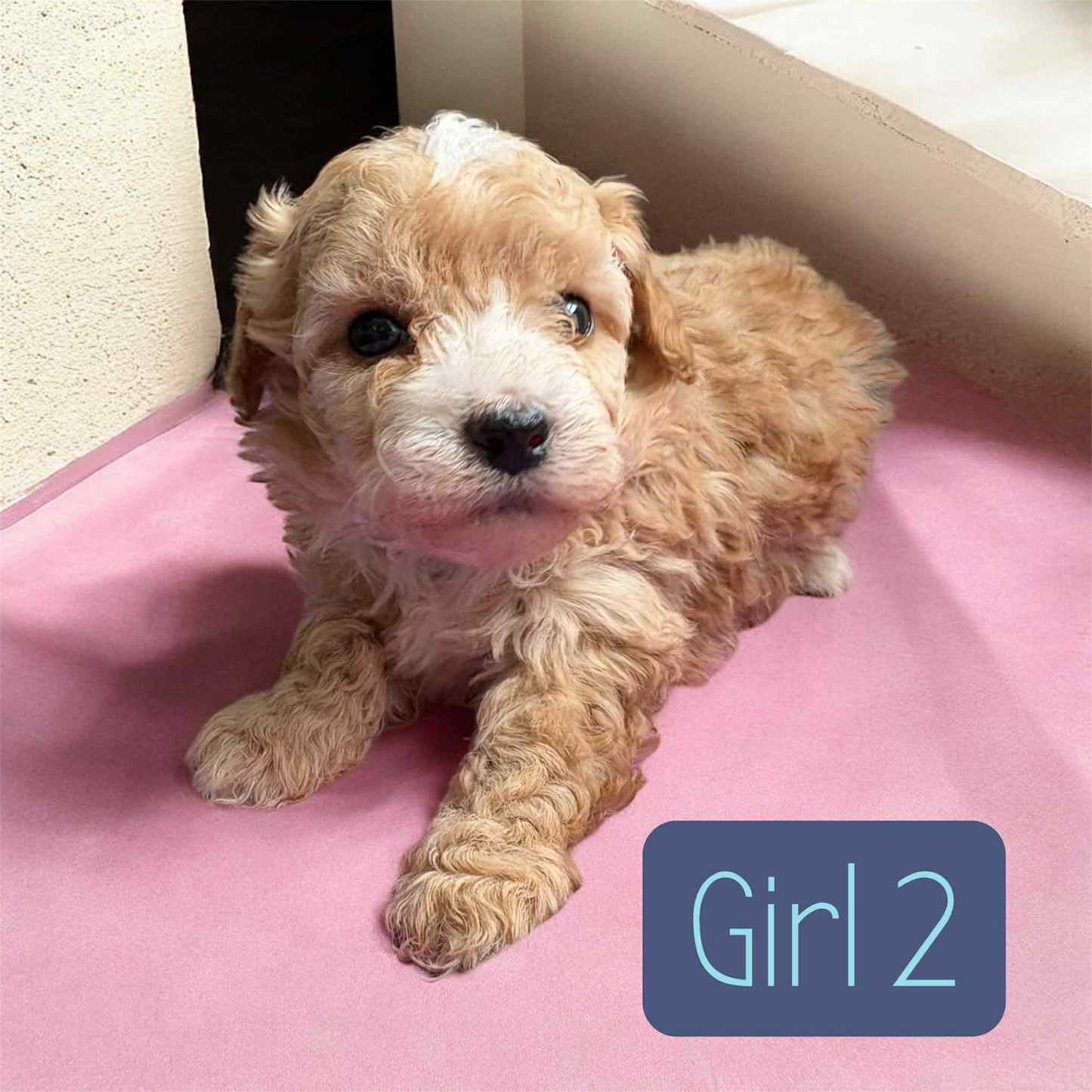 Maltipoo Girl 2 (Held For Mary L.)
