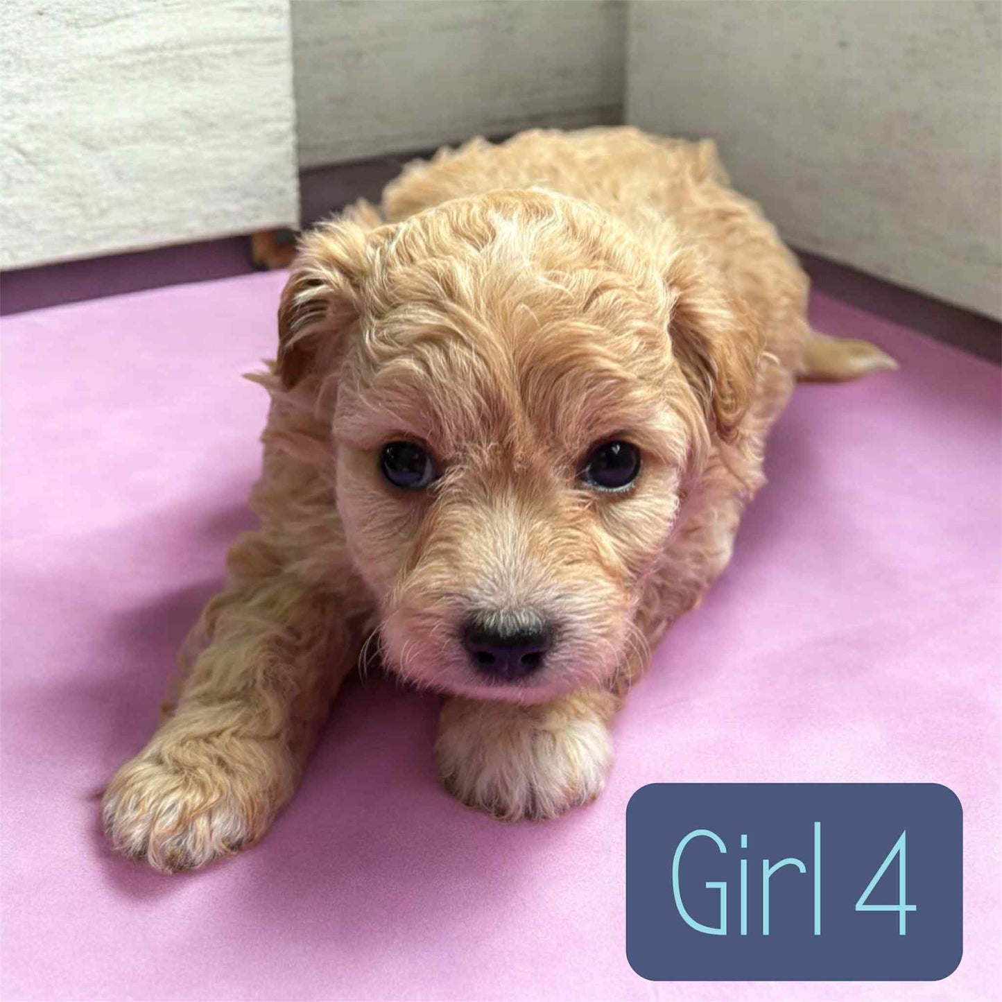 Maltipoo Girl 4 (held for Jacqueline P)