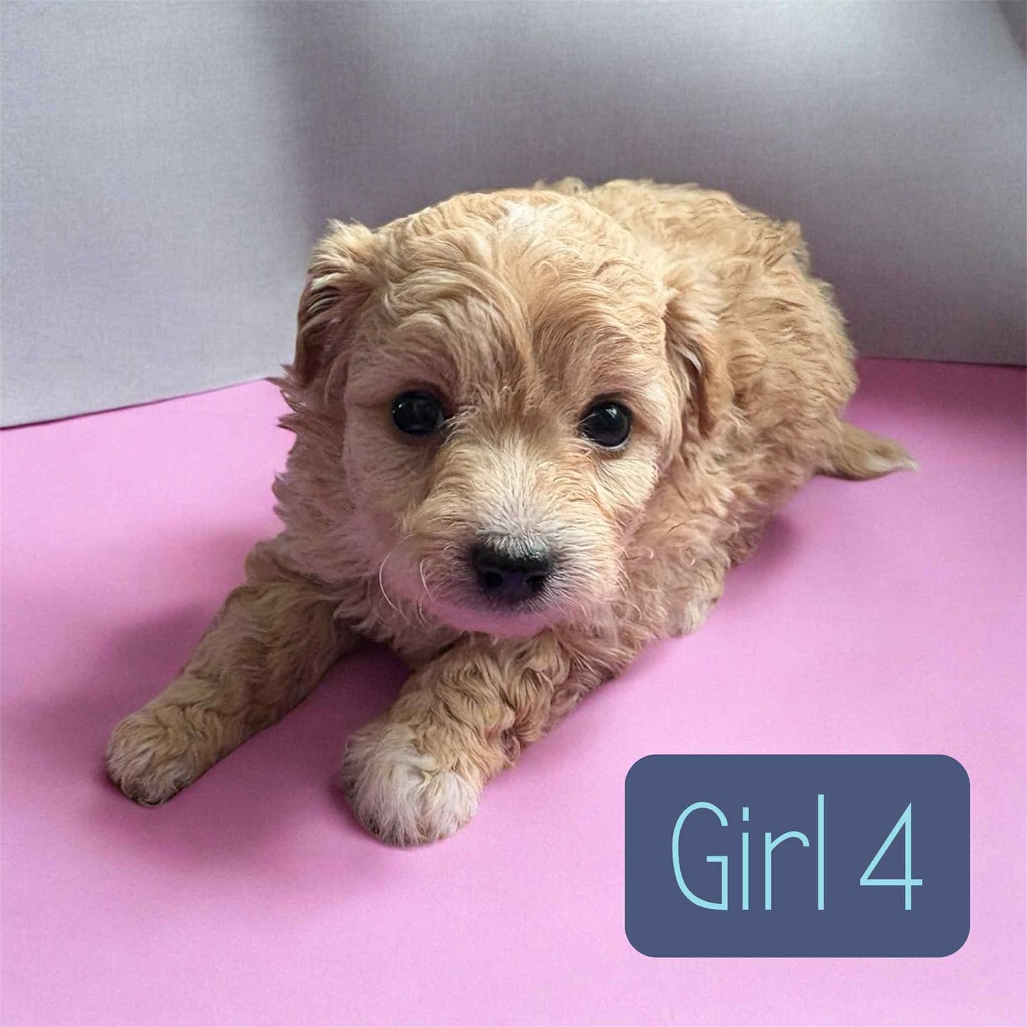 Maltipoo Girl 4 (held for Jacqueline P)