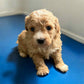 Maltipoo Boy 1