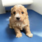 Maltipoo Boy 1