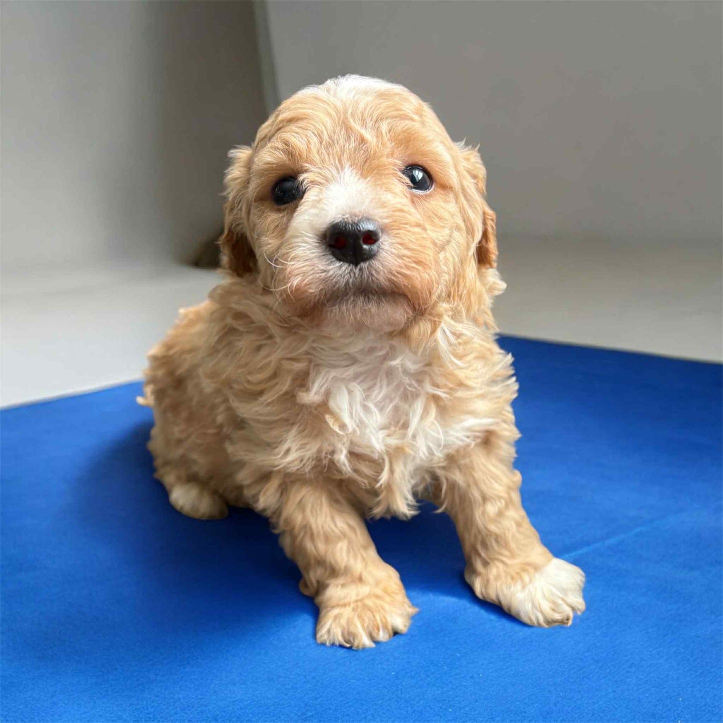 Maltipoo Boy 1