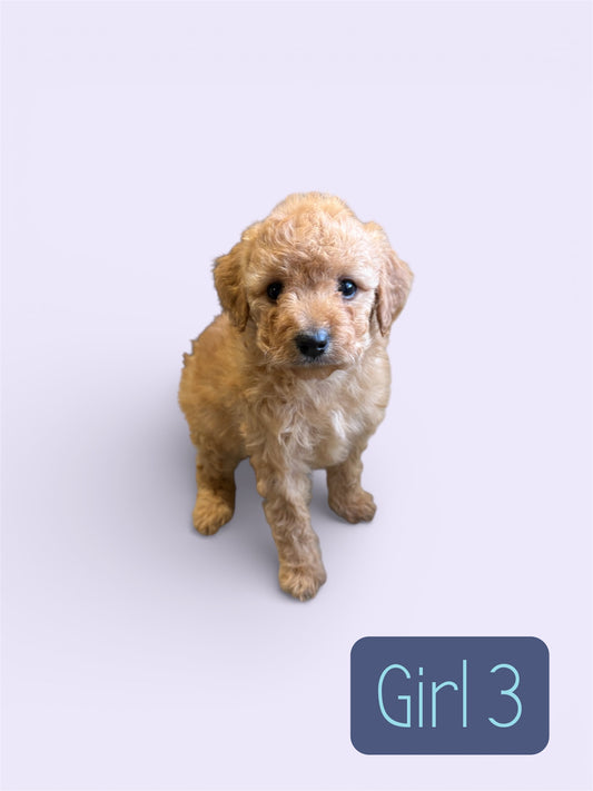 Maltipoo Girl 3 (held for Serena)