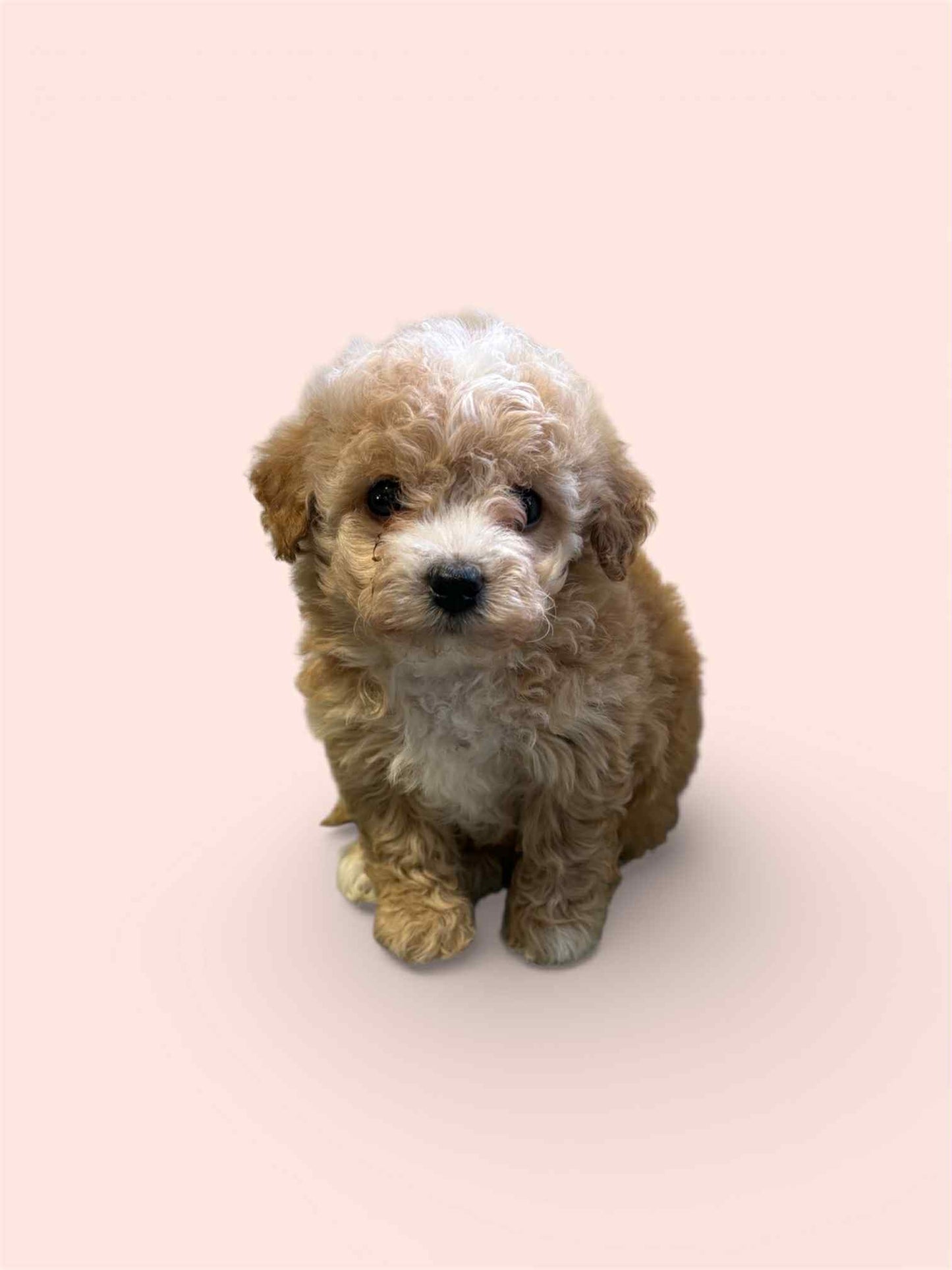 Maltipoo Girl 1