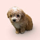 Maltipoo Girl 1