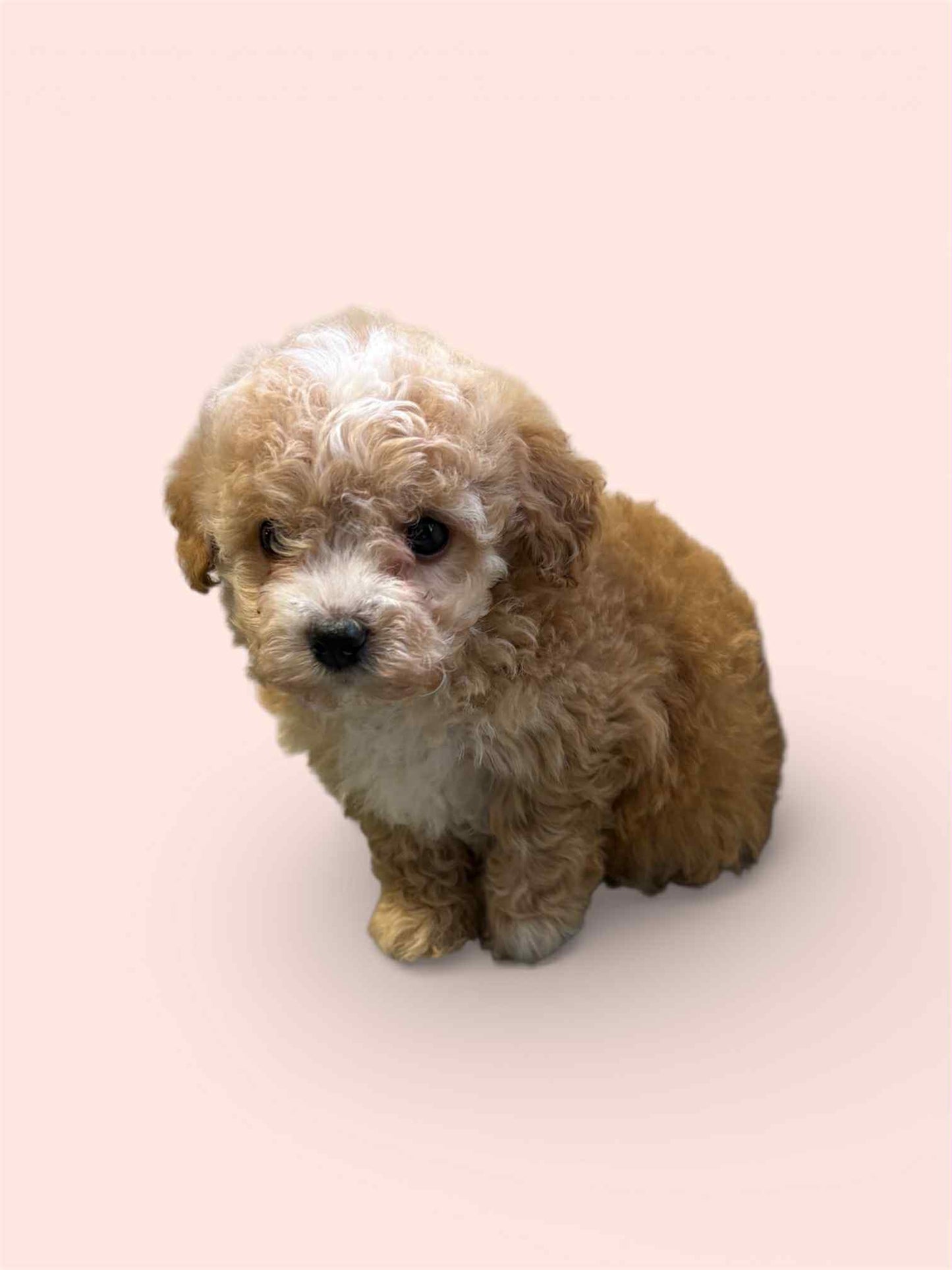 Maltipoo Girl 1