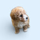 Maltipoo Boy 1