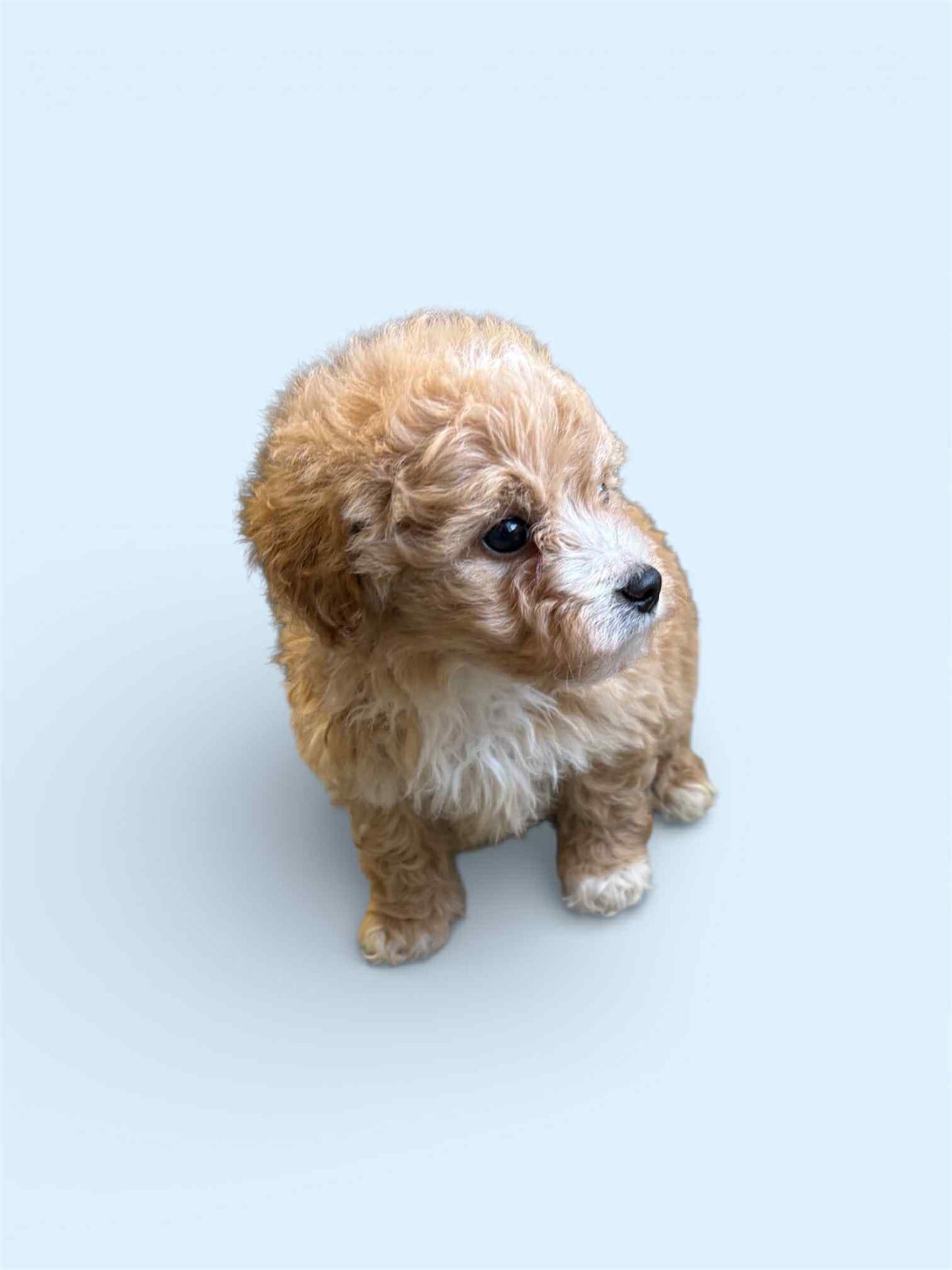 Maltipoo Boy 1