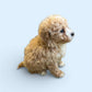Maltipoo Boy 1