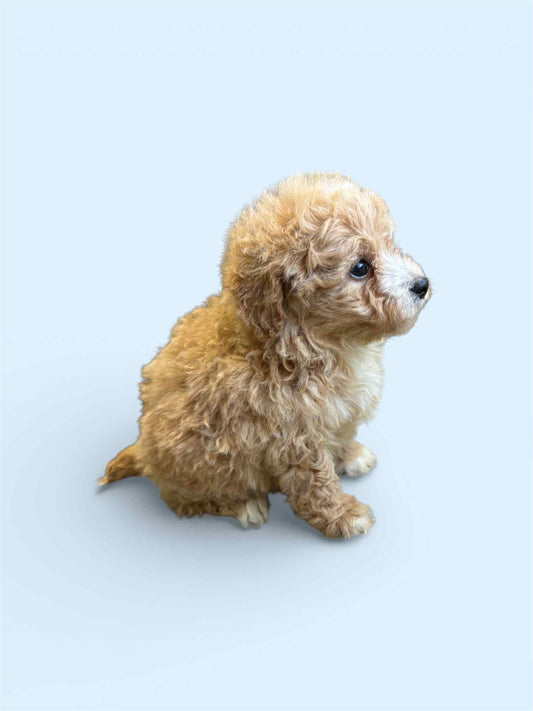Maltipoo Boy 1
