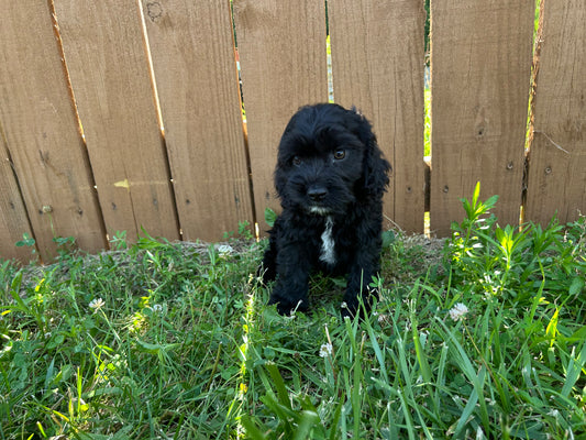 Weaver Family Farms Puppies