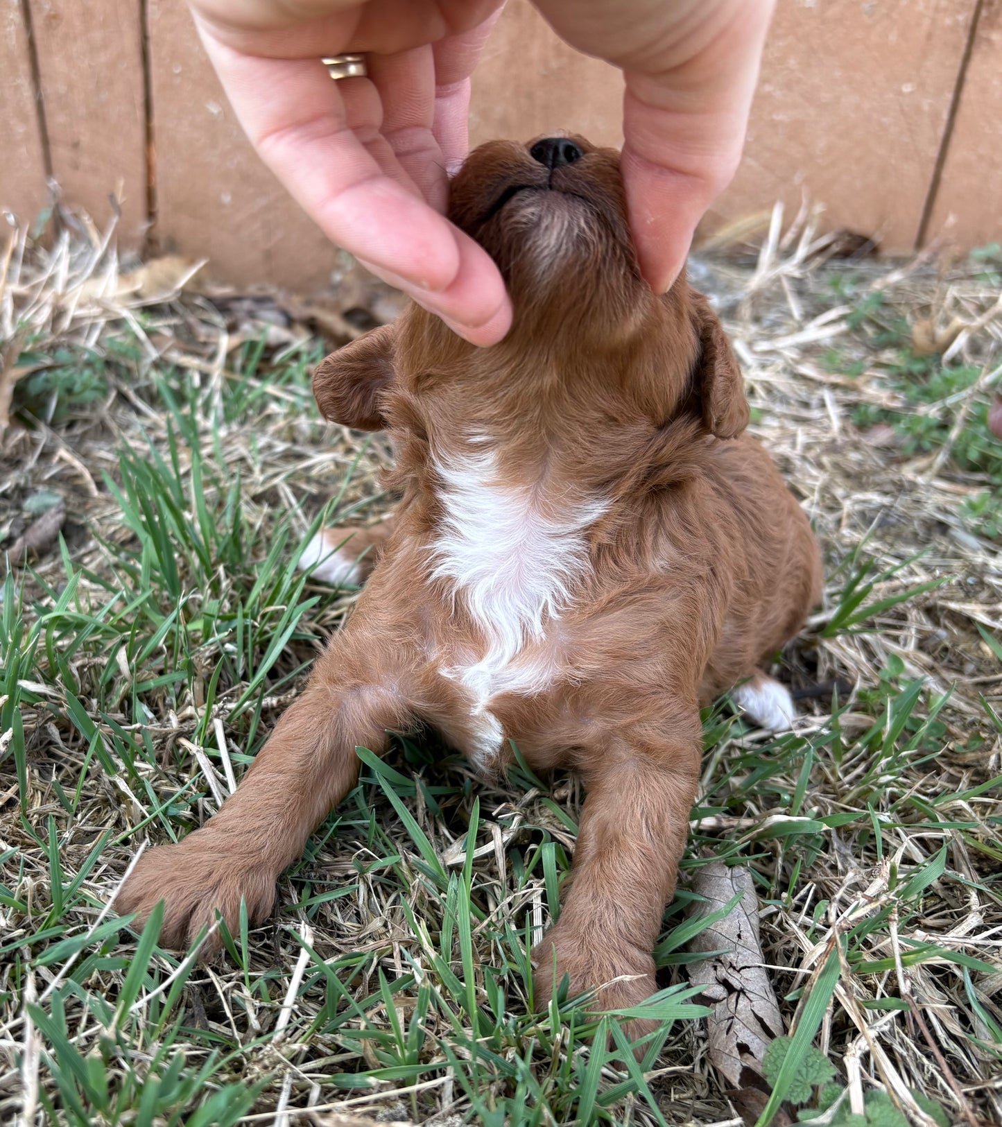 red cavapoo boy