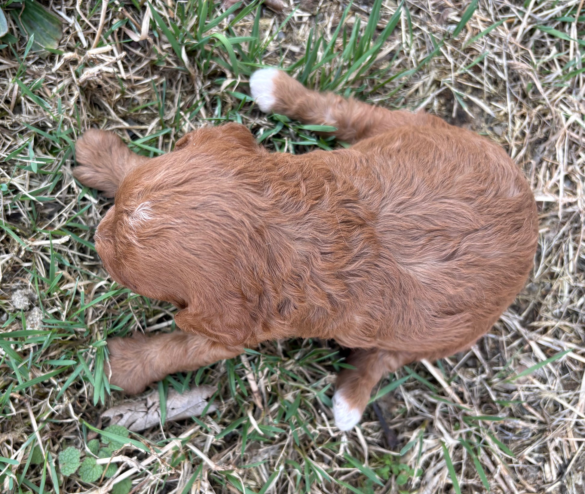 red cavapoo boy puppy