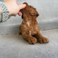 'Sadie' Cavapoo Girl - In Her New Home!