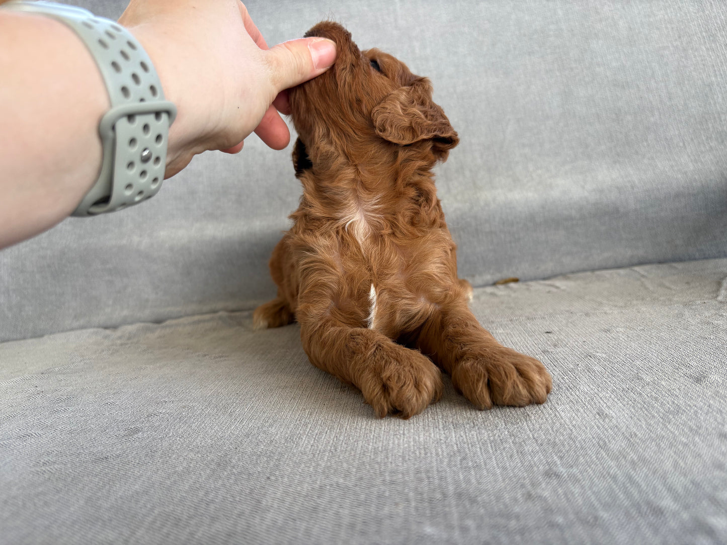 'Sadie' Cavapoo Girl - In Her New Home!