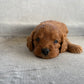 'Sadie' Cavapoo Girl - In Her New Home!
