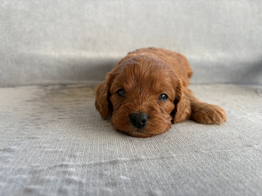 Cavapoo Girl