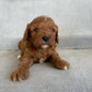 Cavapoo Boy 2 - In New Home!