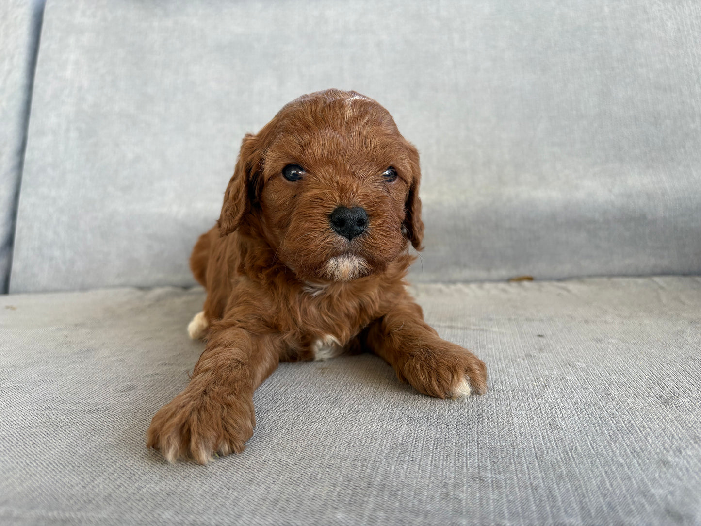 Cavapoo Boy 2 - In New Home!