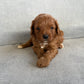 Cavapoo Boy 1 - Now In His New Home