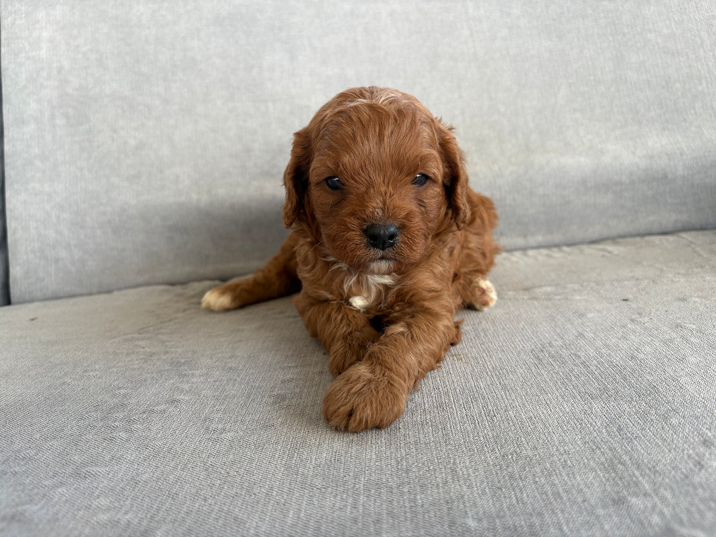 Cavapoo Boy 1 - Now In His New Home