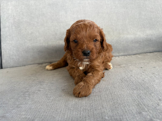 Cavapoo Boy 1 (held for Divine family)