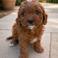 Cavapoo Boy 2 - In New Home!