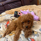 'Sadie' Cavapoo Girl - In Her New Home!