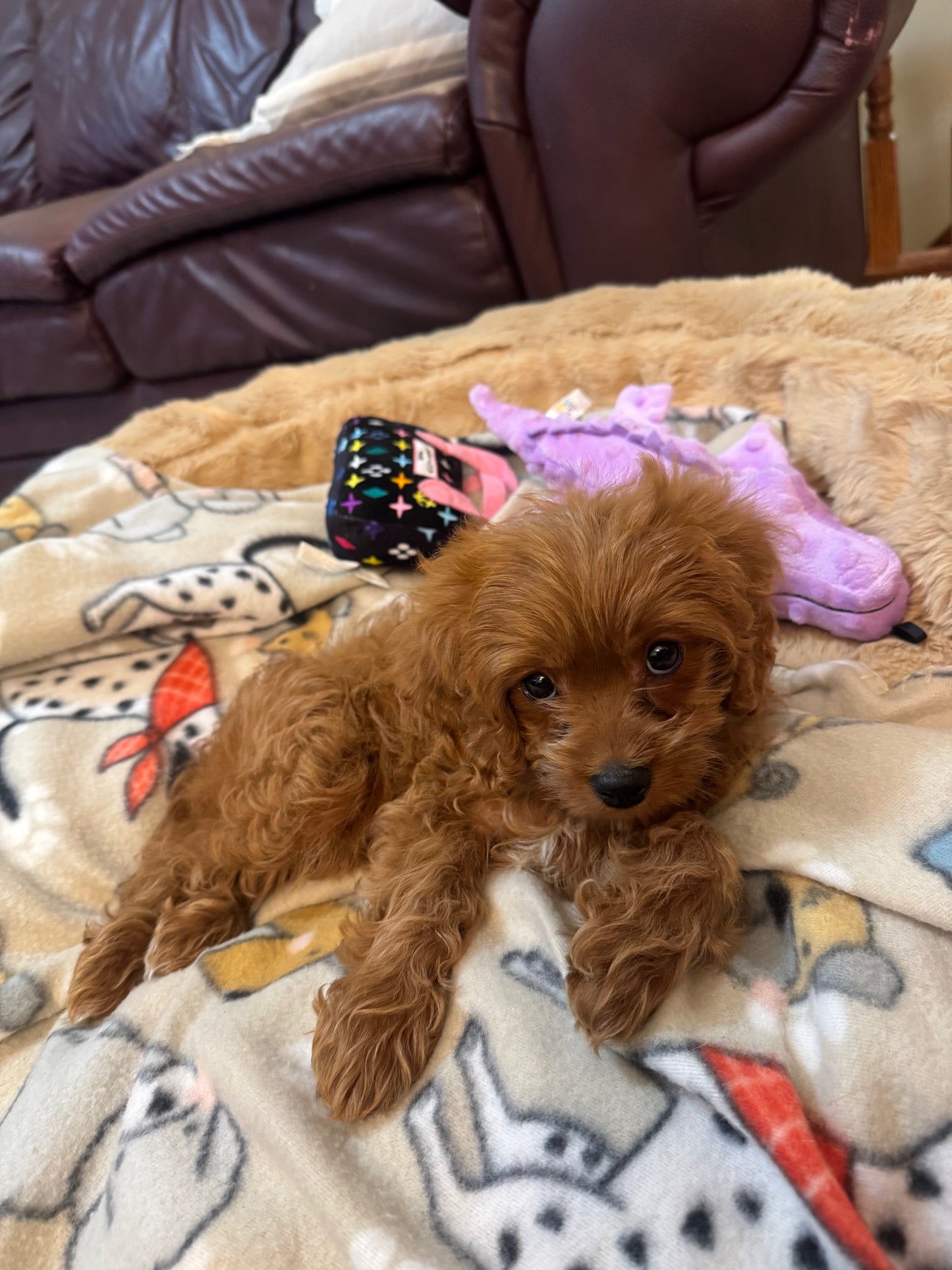 'Sadie' Cavapoo Girl - In Her New Home!