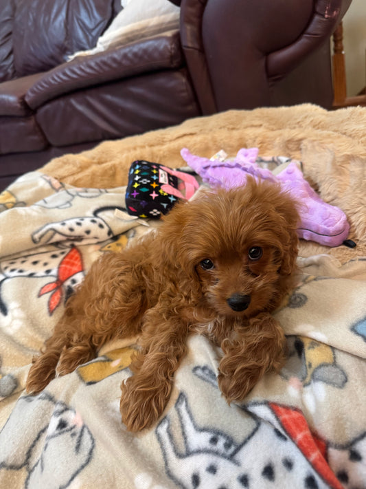 'Sadie' Cavapoo Girl - In Her New Home!