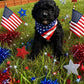 Cavapoo Boy (Held For Kacey G)