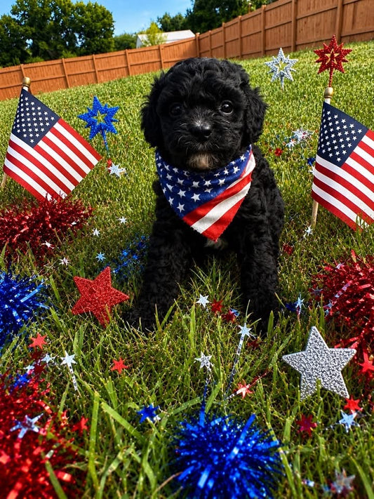 Cavapoo Boy