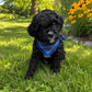 Cavapoo Boy (Held For Kacey G)