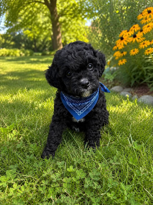 Cavapoo Boy