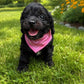 Cavapoo Girl 2 (Held For Brittany)