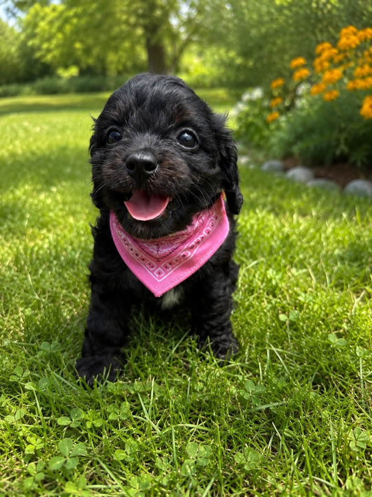 Cavapoo Girl 2
