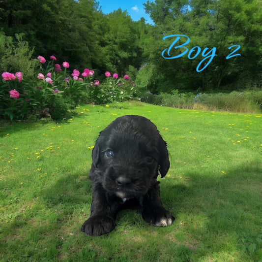 Puppies Available For Adoption โ Weaver Family Farms Puppies