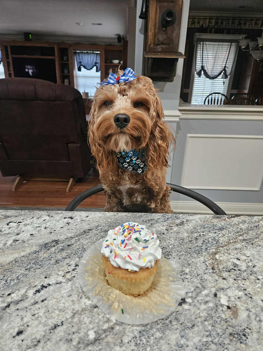 Jazzy (Cavapoo) Now With The Cain Family!