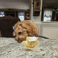 Jazzy (Cavapoo) Now With The Cain Family!