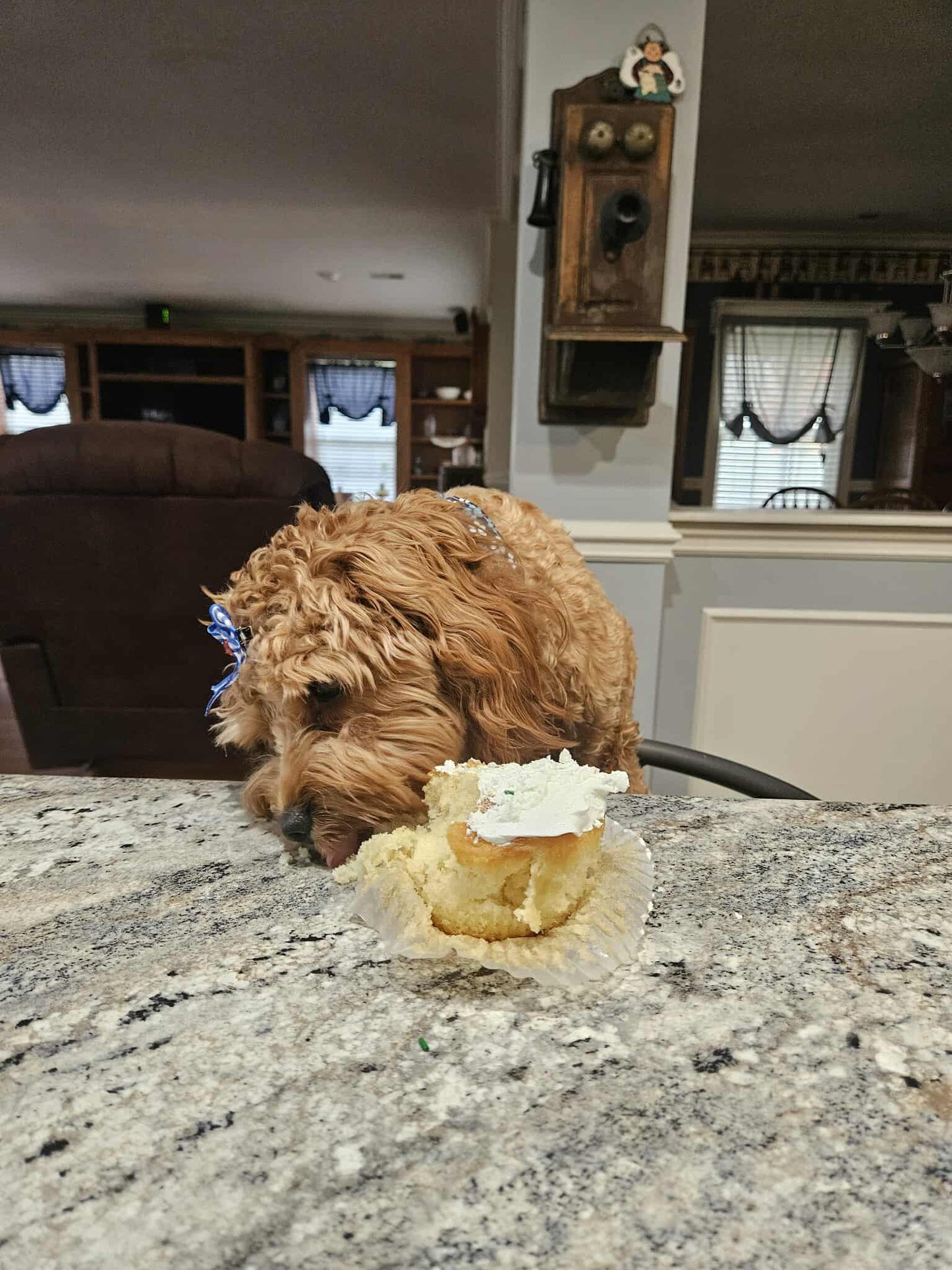 Jazzy (Cavapoo) Now With The Cain Family!