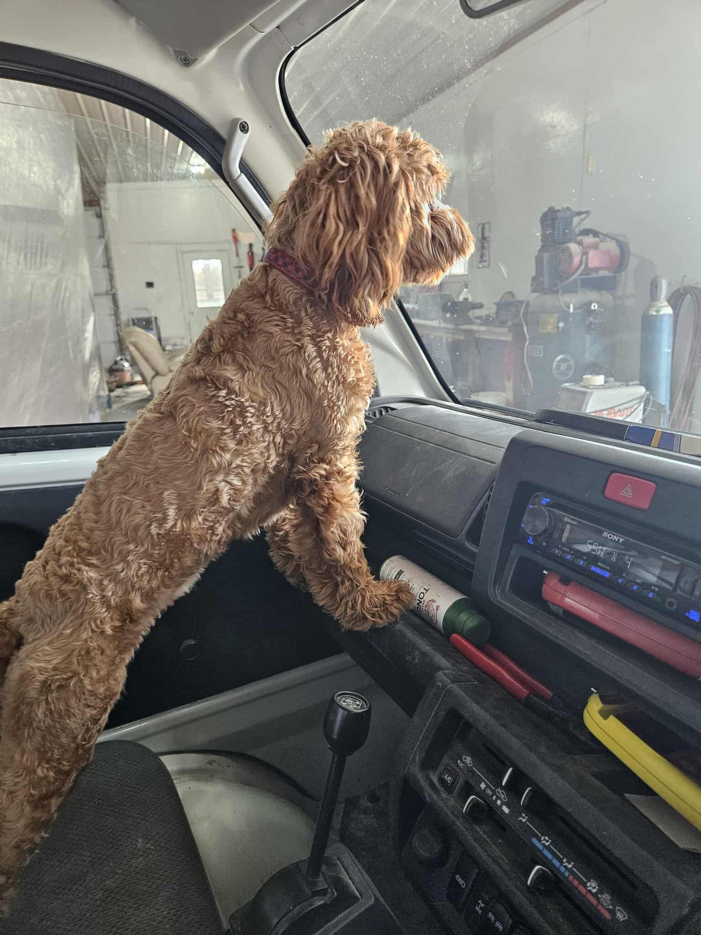 Jazzy (Cavapoo) Now With The Cain Family!