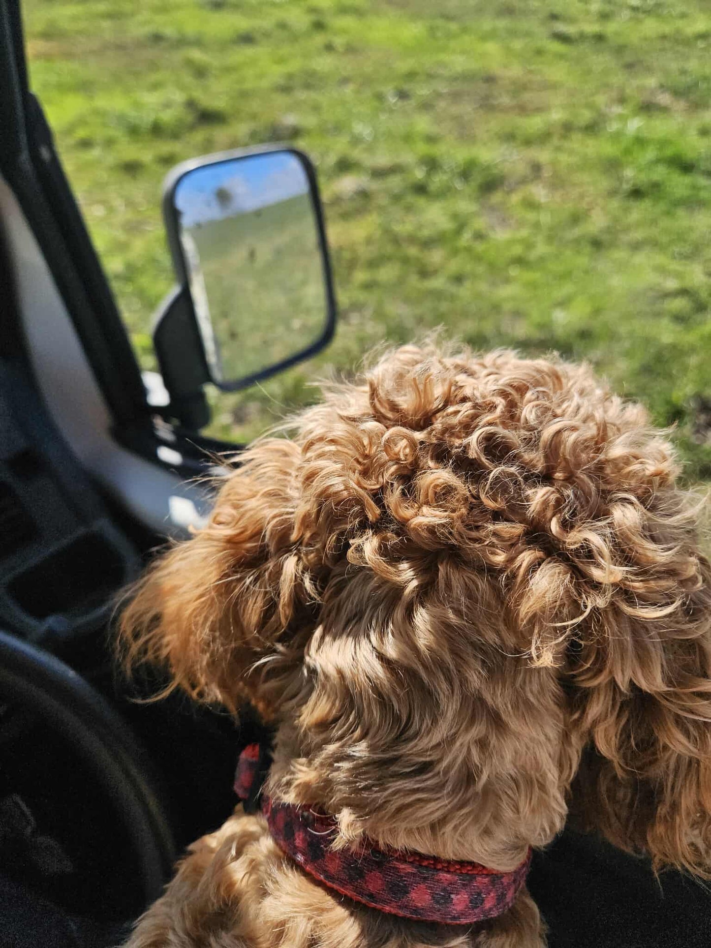 Jazzy (Cavapoo) Now With The Cain Family!