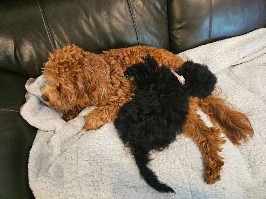 Maggie Cavapoo Adopted Cockapoo Puppies | Heartwarming Adoption Stories – Weaver ...