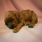 Red Cavapoo puppy for sale