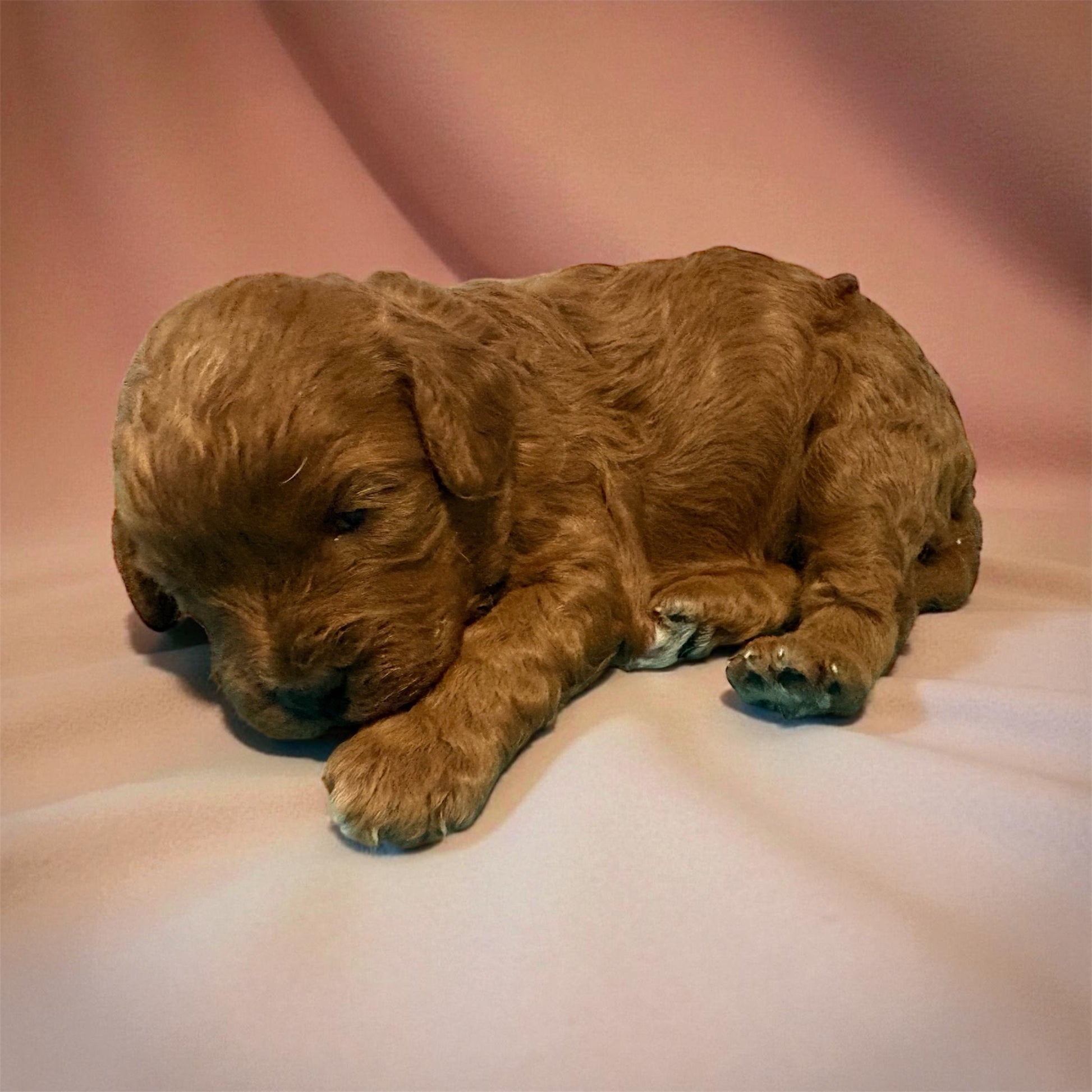 Red Cavapoo puppy for sale