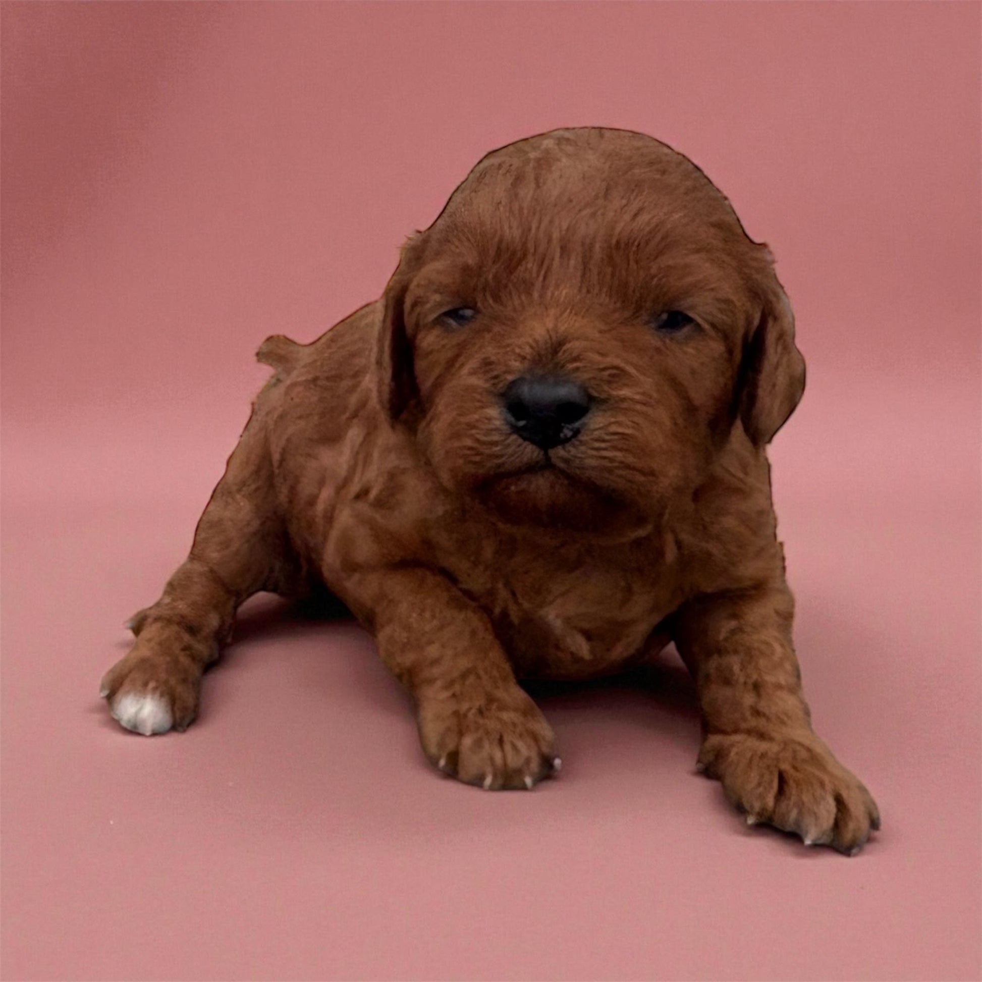 Red Cavapoo puppy laying on a soft pink background, with a small white tip on her paw and sweet expression on her face.
