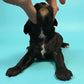 Black and white Cavapoo puppy male